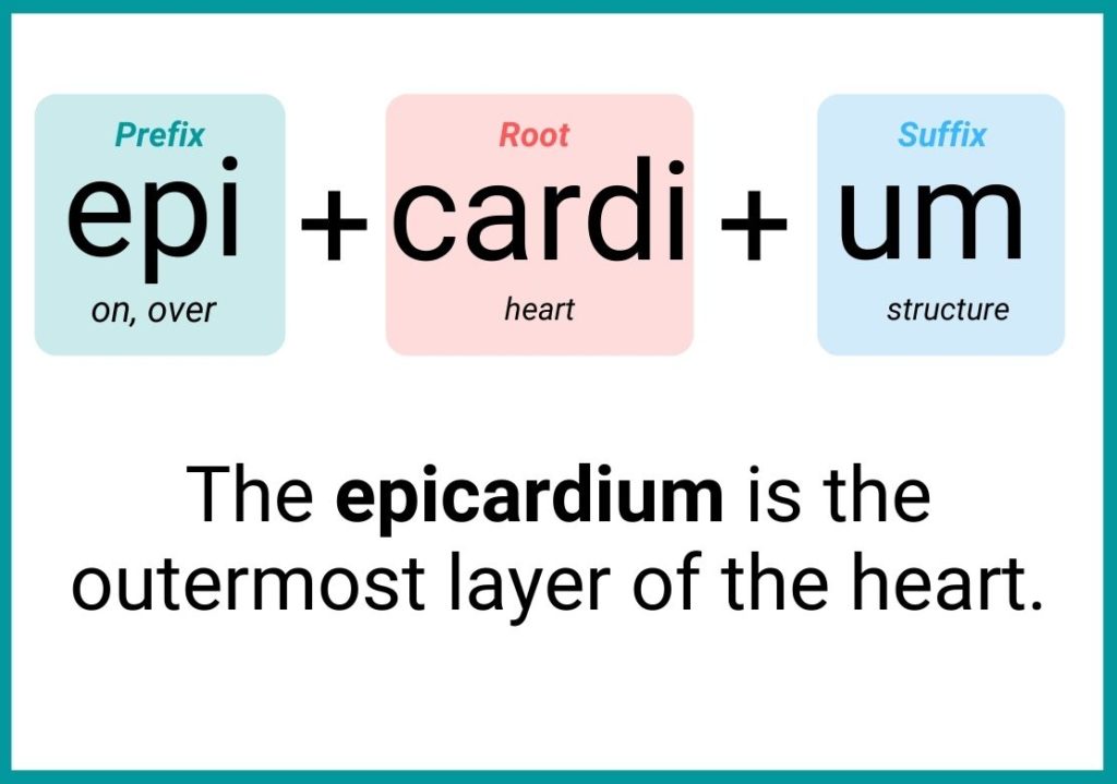 This image shows a sample of a word breakdown of a medical word. It shows a medical word that is composed of a prefix, root and suffix.