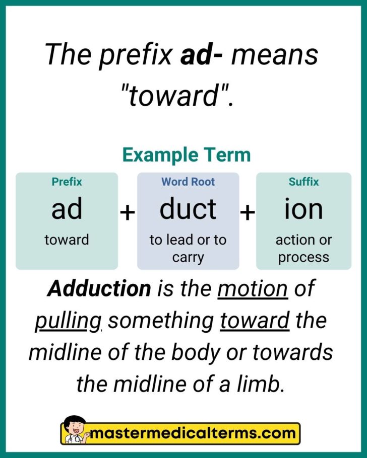 medical-prefixes-that-describe-the-position-or-direction-master