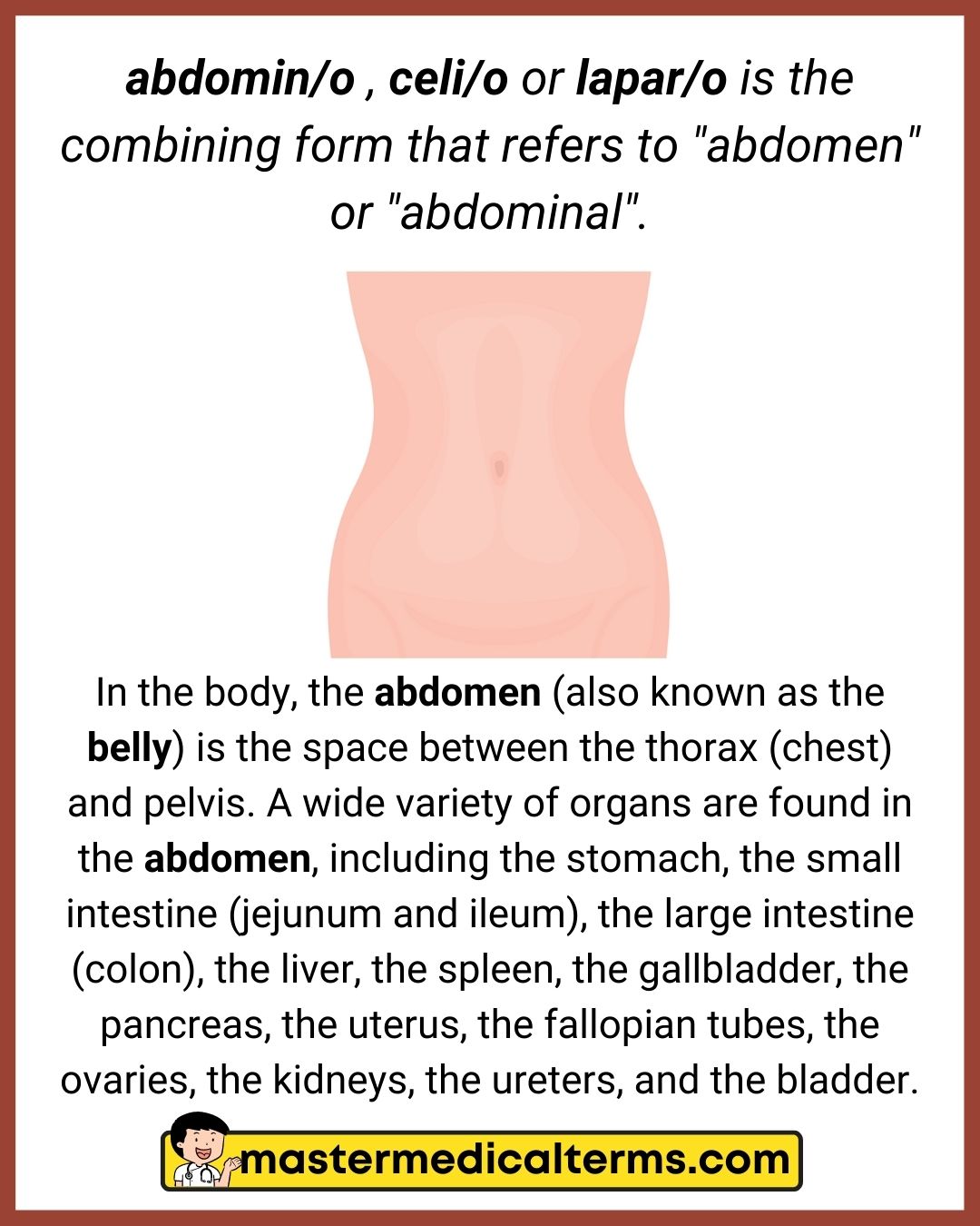 abdomin/o , celi/o, lapar/o - Master Medical Terms