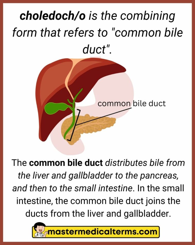 choledoch/o - Master Medical Terms