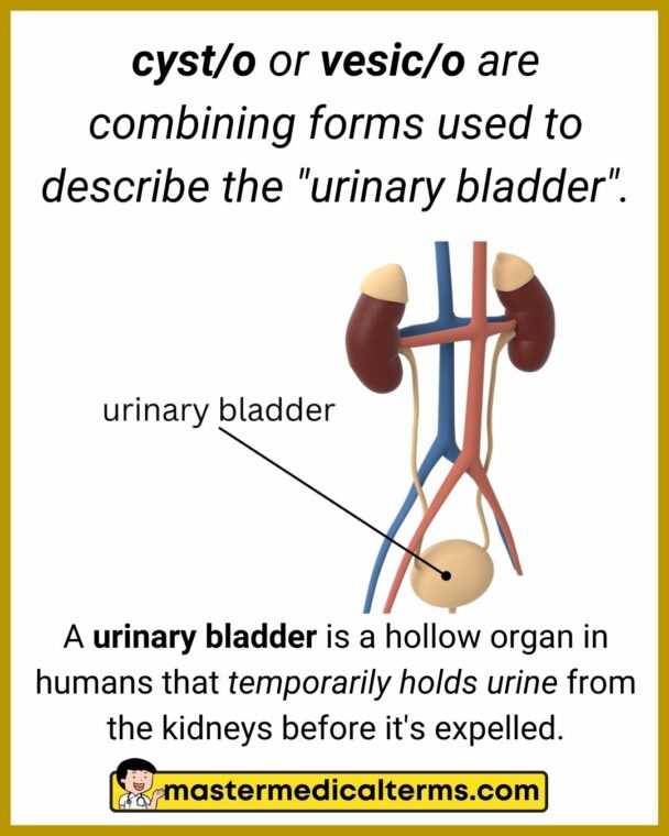 common-word-roots-for-urinary-system-master-medical-terms