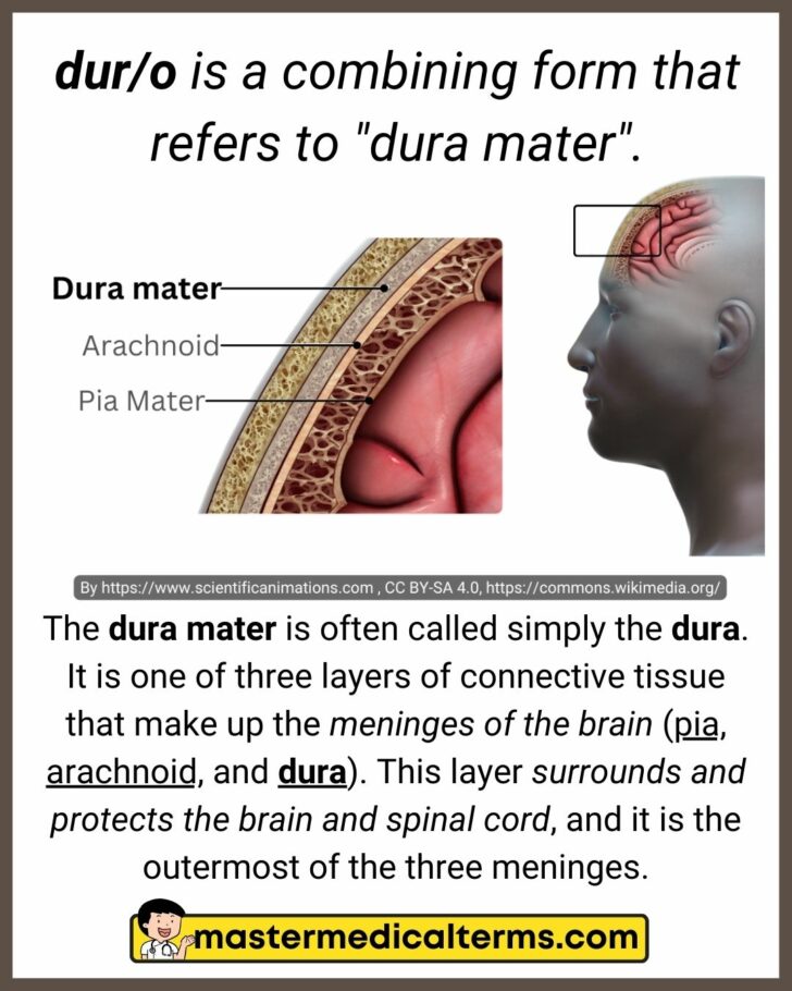 Dur Medical Terminology