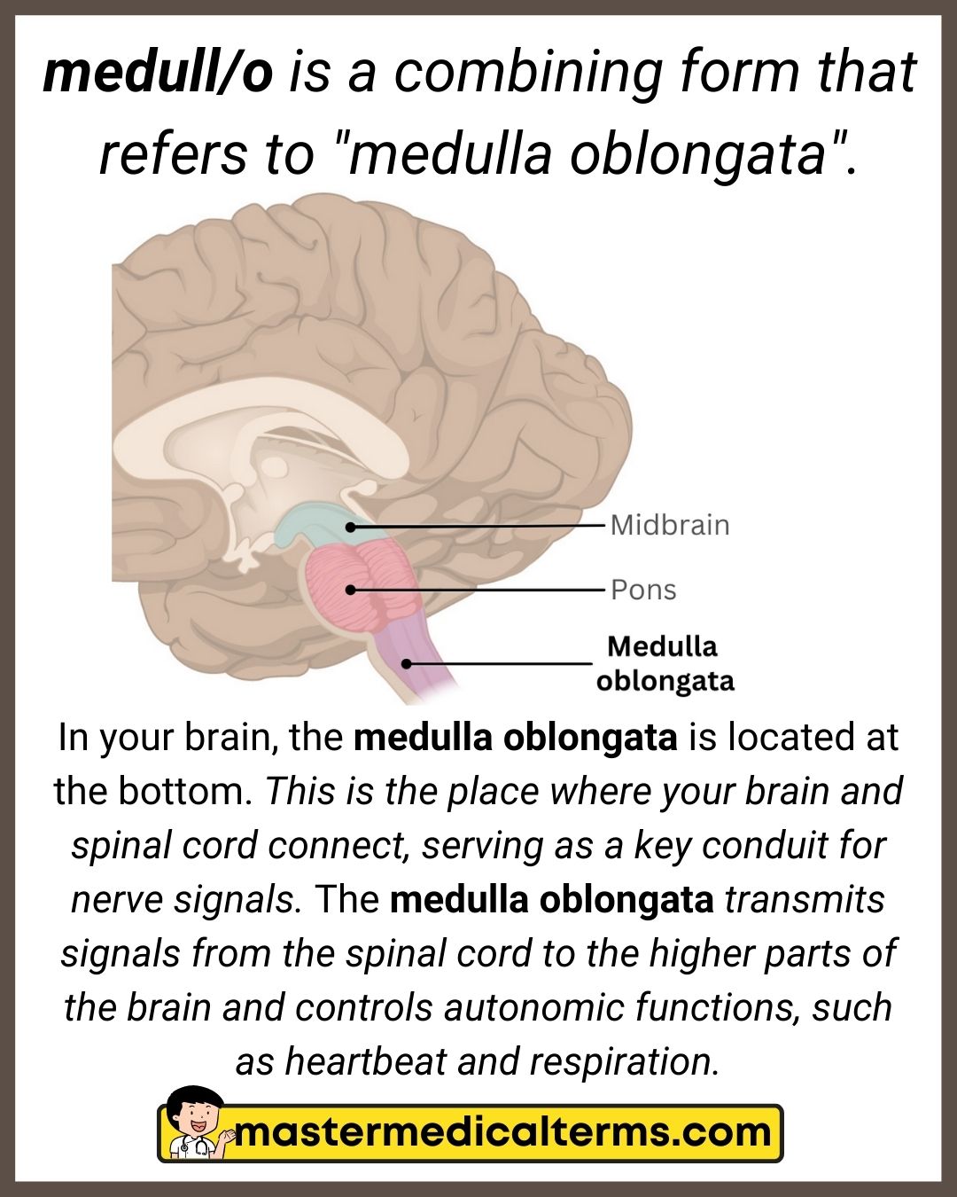 spinal cord medulla oblongata