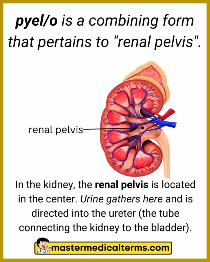 Pyel o master medical terms