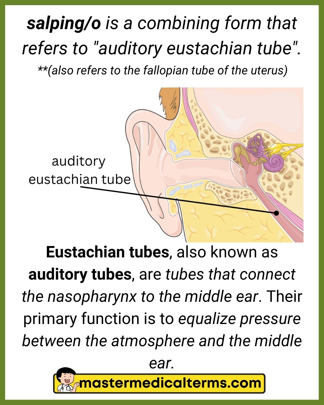 nasopharynx eustachian tube