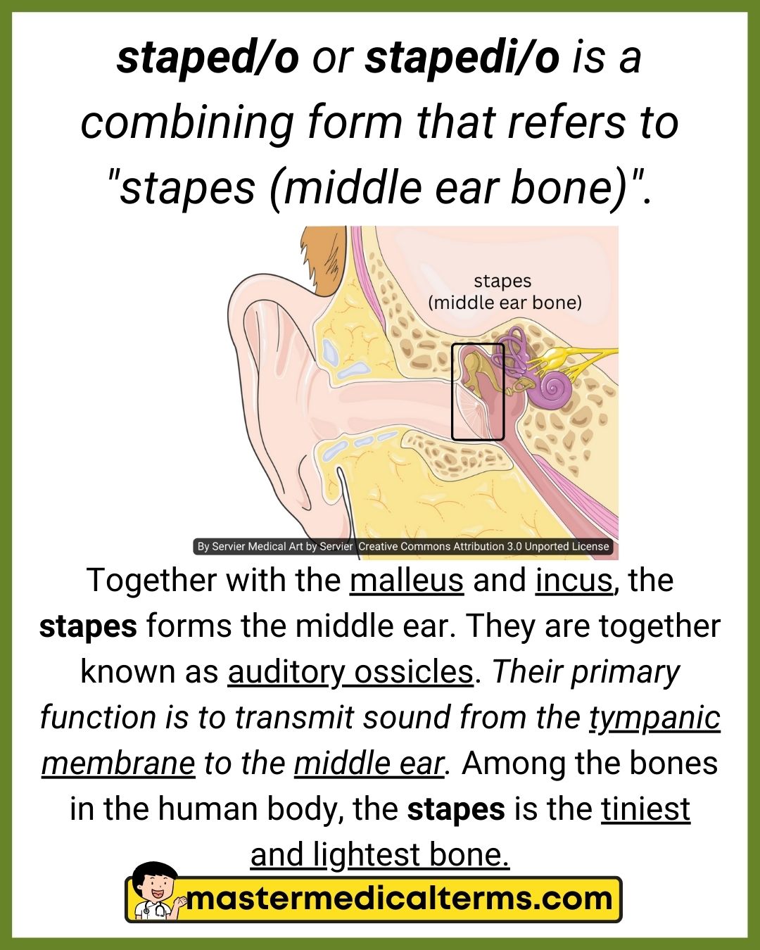 staped/o, stapedi/o - Master Medical Terms