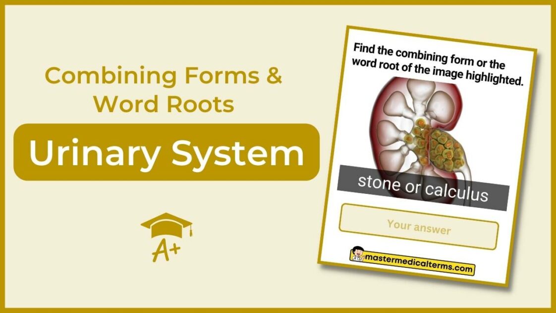 common-word-roots-for-urinary-system-master-medical-terms